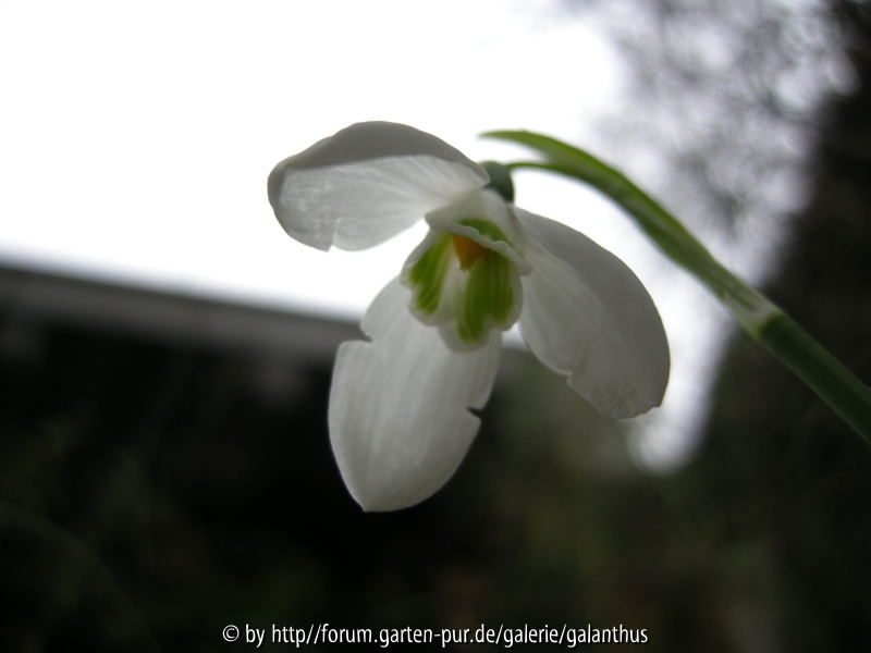 Galanthus elwesii Hiemalis Group 26. 12. 2011