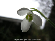 Galanthus elwesii Hiemalis Group 26. 12. 2011