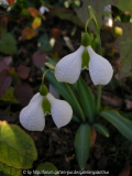 Galanthus plicatus 'Diggory'