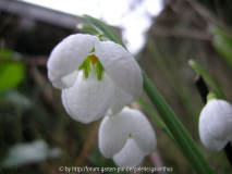 Galanthus plicatus 'Three Ships' 26.12.2011