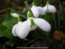 Galanthus plicatus 'Three Ships 1.1.12