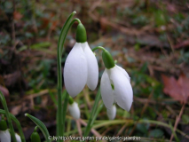 Galanthus elwesii 'Mrs MacNamara' 1. 1. 2011