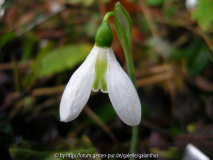 Galanthus elwesii 'Peter Gatehouse' 1. 1. 2012