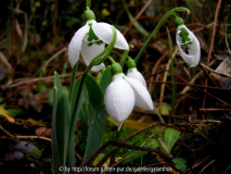 Galanthus elwesii 'Kyre Park'