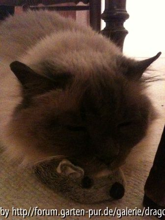 Cedric und die Maus