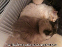 Kuscheln auf dem Kratzbaum 2