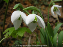 Galanthus 'Faringdon Double' 3.1.12