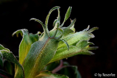 Helleborus