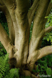Berggarten