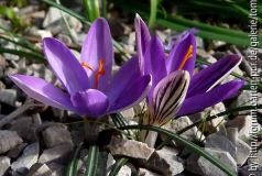 Crocus imperati_12-01-04 kl.jpg
