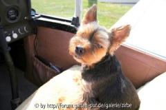 Meine *Pupi*  als Co-Pilotin