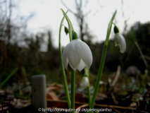 Galanthus elwesii 'Godfrey Owen' 3. 1. 12
