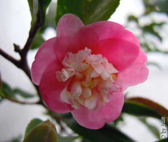 Scented Gem 6.1.12