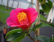 C. Saluenensis 6.1.12