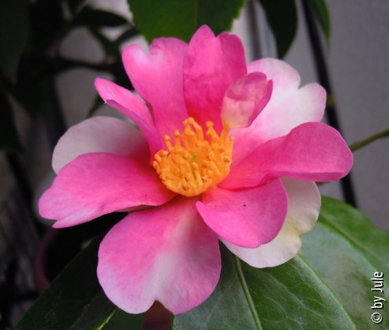 Yume 6.1.12.1