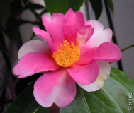 Yume 6.1.12.1
