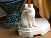 die Gartenkatze