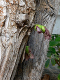 Crescentia cujete