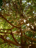 ein großer Ficus