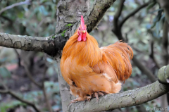Cochinausflug-Fisalis in der Latschenkiefer