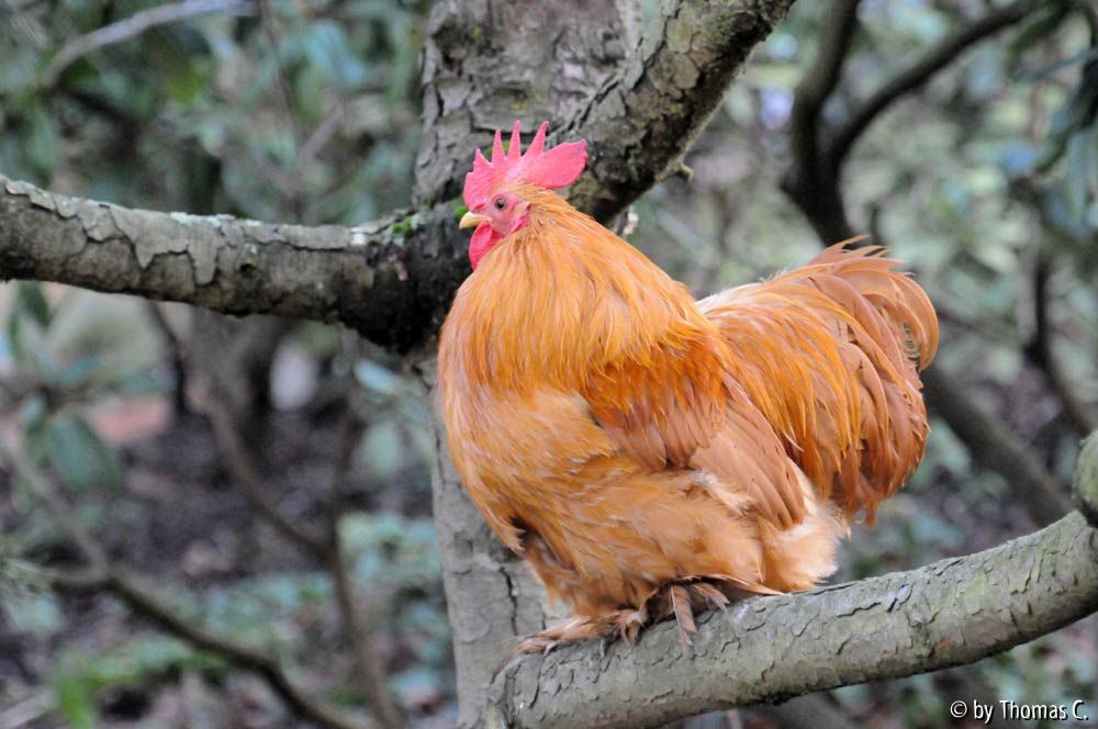 Cochinausflug-Fisalis in der Latschenkiefer