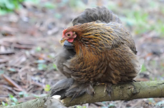 Cochinausflug-Gina in der Latschenkiefer