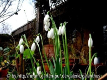 Galanthus elwesii 'Mrs Macnamara'