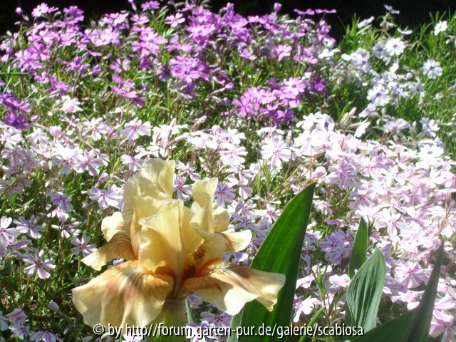 Phlox subulata