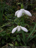 Galanthus 'Mrs Thompson'