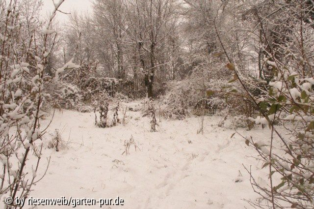 auf der grossen wiese: schnee