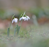 Galanthus elwesii Boga