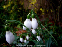 Galanthus 'Bess' 14.1.12