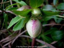 Helleborus Sämling von odorus 14.1.12