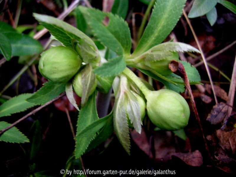 Helleborus odorus 14.1.12
