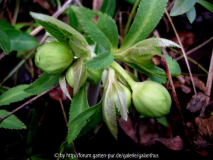 Helleborus odorus 14.1.12