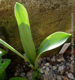Galanthus elwesii _Yvonne Hay_.jpg
