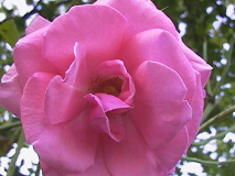 Lawinia