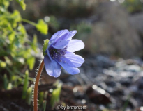 Siebenbürger Leberblümchen 