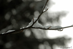 Eifel: Tauwetter