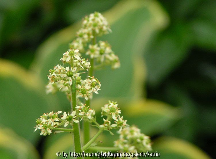 Saxifraga pennsylvanica