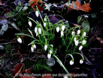 Galanthus 'Sir Herbert Maxell' 15.1.12