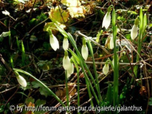Galanthus 'Ding Dong' 15.1.12