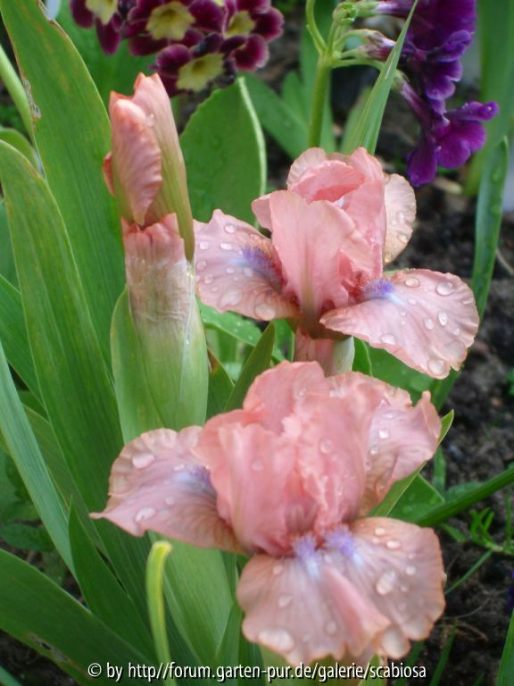 SDB Iris, Smlg.