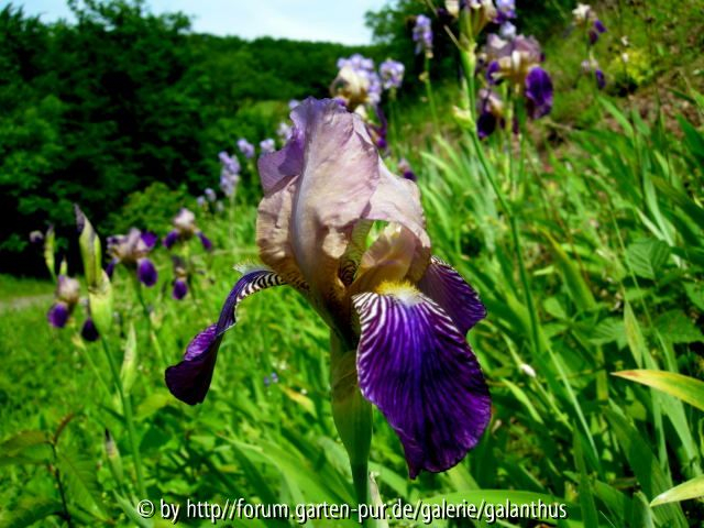 Iris sambucina