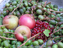 Kiwis, Äpfel und Johannisbeeren