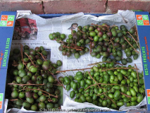 Arguta-Kiwis