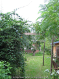 rankende Minikiwi