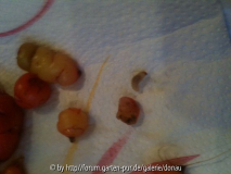 Oca mit