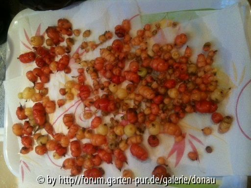 Oca Ernte 2011