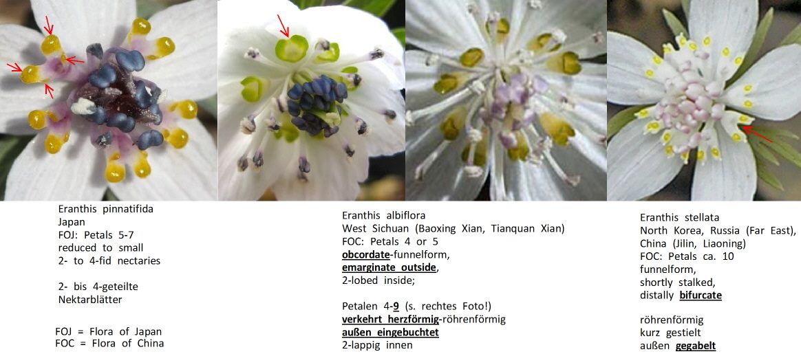 Eranthis Petalen Vergleich